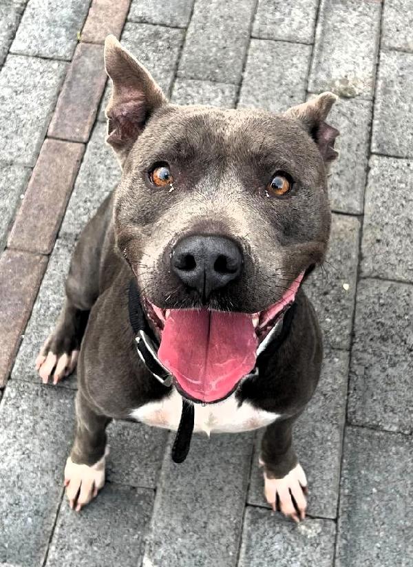 DAISY PIT BULL Foto 5